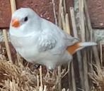 1-0 Diamantvink overgoten oranjestuit, Dieren en Toebehoren, Vogels | Overige Vogels, Mannelijk, Tropenvogel, Geringd