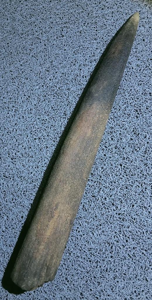 Zwaardvis Rostrum, Verzamelen, Mineralen en Fossielen, Fossiel, Ophalen of Verzenden