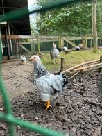 2 Wyandotte kriel hennen, Dieren en Toebehoren, Vrouwelijk, Kip