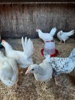 Gratis leghorn hanen, Dieren en Toebehoren, Pluimvee, Mannelijk, Kip