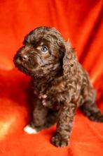 Waterhonden mix, look-a-like Labradoodle medium, Dieren en Toebehoren, Honden | Retrievers, Spaniëls en Waterhonden, Overige rassen