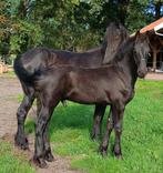 Fries hengst veulen, Dieren en Toebehoren, Paarden, Niet van toepassing, Hengst, 160 tot 165 cm, Gechipt