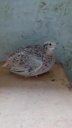 3 japanse kwartels hennen, Vrouwelijk, Overige soorten