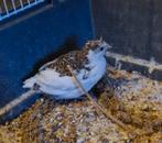 4 stuks chinese dwerg kwartels (hennetjes), Meerdere dieren, Tropenvogel