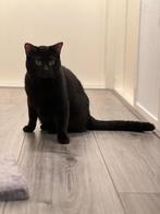 Bombay kitten, Kater, Ontwormd, 0 tot 2 jaar