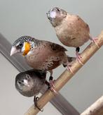 Bandvinken koppel, Dieren en Toebehoren, Meerdere dieren, Tropenvogel