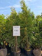 Actie!! Thuja Brabant 160 cm hoog €10,- pst haag conifeer, Ophalen of Verzenden, Conifeer, Struik, 100 tot 250 cm