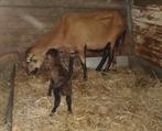 Schaap met lam ruischaap, Dieren en Toebehoren, Schapen, Geiten en Varkens, Vrouwelijk, Schaap