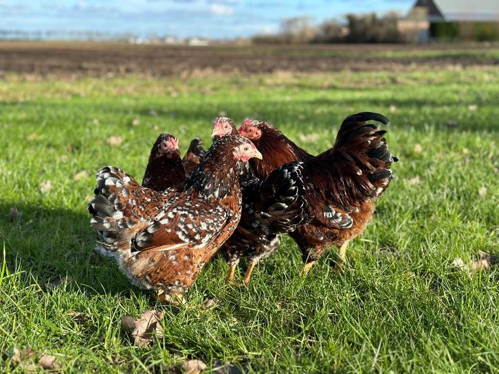 Jonge tamme Wyandotte kriel kippen gesekst & ingeënt, Dieren en Toebehoren, Pluimvee, Kip, Vrouwelijk