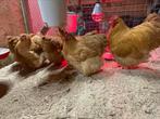 Broedeieren Orpinton groot buff, broedei, Geslacht onbekend, Kip