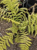 Dicksonia Antarctica, Tuin en Terras, Planten | Tuinplanten, Ophalen of Verzenden, Zomer, Overige soorten, Halfschaduw