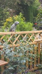 Grijze roodstaart inclusief toebehoren, Dieren en Toebehoren, Vogels | Overige Vogels, Mannelijk, Tropenvogel, Tam