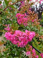 Lagerstroemia indica Mimie Dablage / treurvorm Lagerstroemia, Tuin en Terras, Planten | Bomen, Ophalen