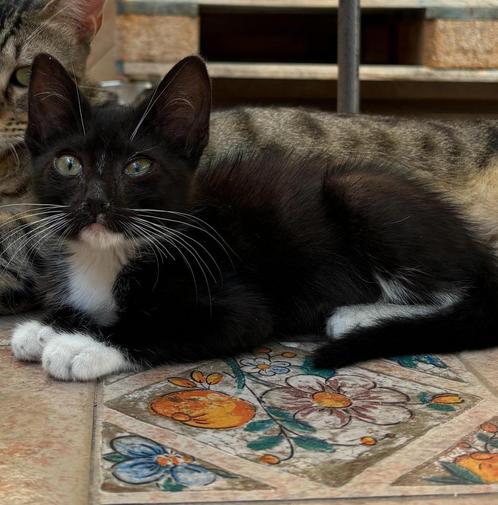 Pragtig poesje, Dieren en Toebehoren, Katten en Kittens | Overige Katten, Poes