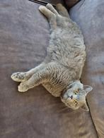 Britse korthaar, Dieren en Toebehoren, Kater, Gechipt, 0 tot 2 jaar