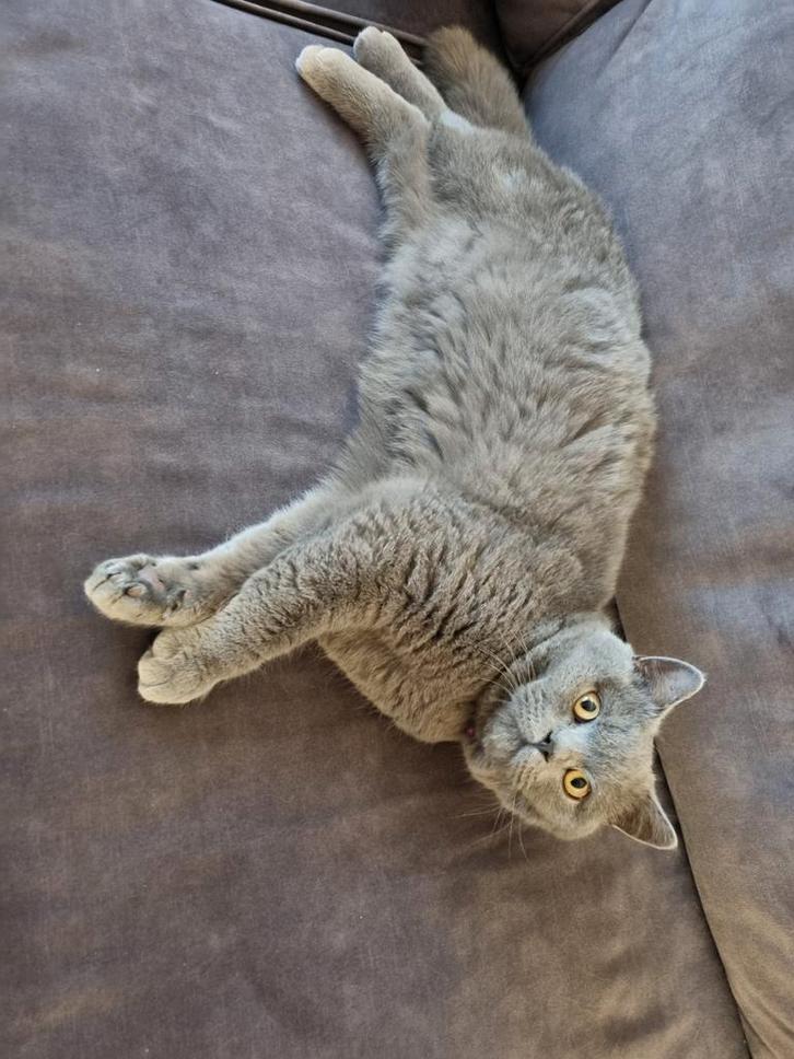 Britse korthaar, Dieren en Toebehoren, Katten en Kittens | Raskatten | Korthaar, Kater, 0 tot 2 jaar, Gechipt, Ontwormd, Ingeënt