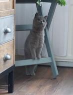 Britse Korthaar Kitten, Dieren en Toebehoren, Katten en Kittens | Raskatten | Korthaar, Poes, Gechipt, 0 tot 2 jaar