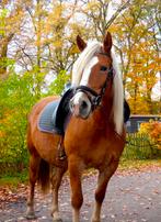 Lease pony, Ruiter of Bijrijder