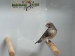 Witstuit edelzanger - serinus leucopygius, Dieren en Toebehoren, Meerdere dieren, Tropenvogel, Geringd