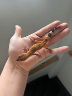 0.1 mandrine cross, Dieren en Toebehoren, Hagedis, 0 tot 2 jaar