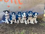 Pups mix van husky 75% en malamute/akita, Dieren en Toebehoren, 8 tot 15 weken, CDV (hondenziekte), Meerdere, Meerdere dieren