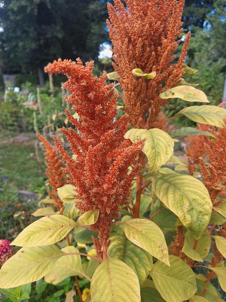 Amaranthus Autumn Palette mix zaden, Tuin en Terras, Bloembollen en Zaden, Volle zon, Ophalen of Verzenden