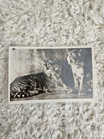 Oude ansichtkaart: Tijgers in Burgers' Zoo Arnhem, Ophalen of Verzenden, 1960 tot 1980, Gelopen