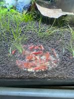 Neocaridina rode garnalen/Vuurgarnalen, Dieren en Toebehoren, Vissen | Aquariumvissen, Kreeft, Krab of Garnaal, Zoetwatervis, Schoolvis