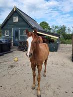 Gezocht, weidegang voor hengst (geboren in 2025), Dieren en Toebehoren, Stalling en Weidegang, Weidegang