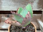 Kalanchoe Daigremontiana, Ophalen of Verzenden, Vetplant