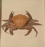 Opgezette krab, Ophalen of Verzenden, Zo goed als nieuw, Overige soorten, Opgezet dier