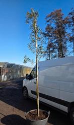 Steeneik in pot - Quercus ilex, Tuin en Terras, Bloeit niet, Overige soorten, 250 tot 400 cm, Ophalen