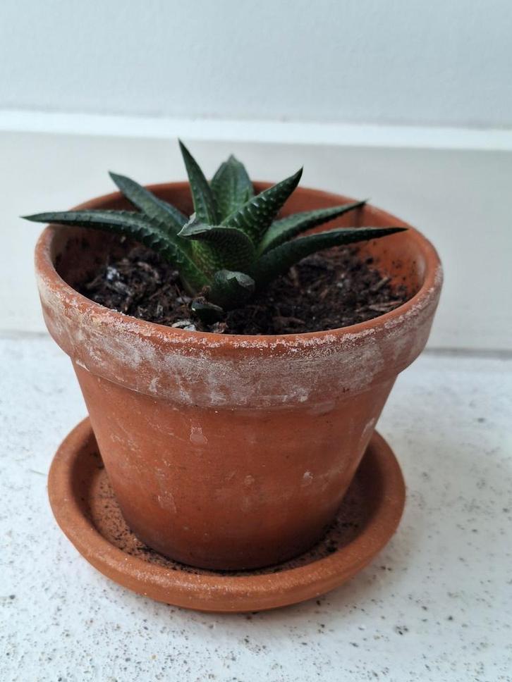 Haworthia in terracotta potje, Huis en Inrichting, Kamerplanten, Vetplant, Minder dan 100 cm, Groene kamerplant, Halfschaduw, In pot