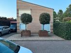 Quercus ilex (steeneik) bladhoudend, Tuin en Terras, Ophalen, Leiboom, 250 tot 400 cm