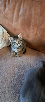 Nog 4 zeer lieve mooie  kittens.....lees advertentie, Meerdere dieren