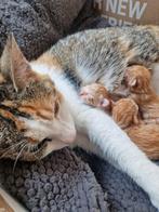 Lieve rode kittens, Dieren en Toebehoren