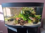 Juwel Vision 180 aquarium,  inclusief alle benodigdheden, Dieren en Toebehoren, Ophalen, Gebruikt, Gevuld zoetwateraquarium