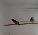 Koppel Kapoetsensijs, Dieren en Toebehoren, Vogels | Overige Vogels, Meerdere dieren