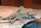 Pogona Henrylawsoni., Dieren en Toebehoren, Reptielen en Amfibieën, Hagedis, 0 tot 2 jaar