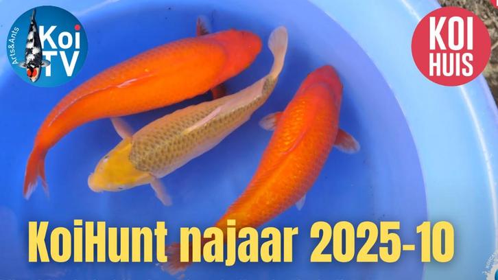 Japanse koi, Dieren en Toebehoren, Vissen | Vijvervissen, Karper of Koi