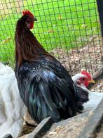 3 prachtige hanen, Dieren en Toebehoren, Mannelijk, Kip