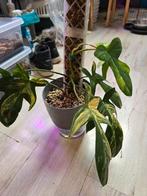 philodendron florida beauty, Huis en Inrichting, Kamerplanten, Ophalen, Overige soorten, Minder dan 100 cm