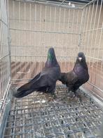 Takla arap mardin, Dieren en Toebehoren, Meerdere dieren