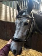 Bruin hoofdstel maat full, Dieren en Toebehoren, Paarden en Pony's | Hoofdstellen en Tuigage, Ophalen of Verzenden, Dressuur