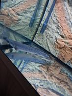 Polypterus Ornatipinnis Polypterus endlicheri, Dieren en Toebehoren, Vissen | Aquariumvissen, Vis