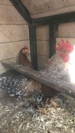 Bielerfelder kriel koppel onverwant, Dieren en Toebehoren, Pluimvee, Meerdere dieren, Kip