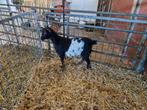 Mooie dwerggeit, Dieren en Toebehoren, Schapen, Geiten en Varkens, Vrouwelijk, Geit, 0 tot 2 jaar
