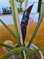 Groot Alocasia wentii, Ophalen, Overige soorten
