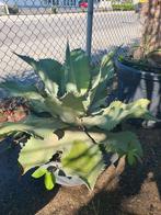 Agave, Bloeit niet, 100 tot 250 cm, Palmboom, Ophalen