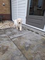 Prachtig lief F4 medium labradoodle teefje, Overige rassen, CDV (hondenziekte), 8 tot 15 weken, Teef